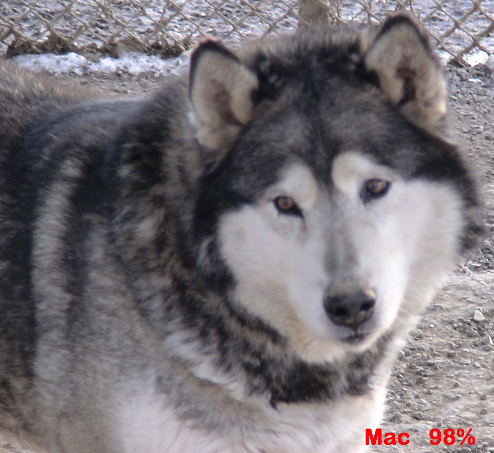 Laurel Mountain Wolf Hybrid Puppies