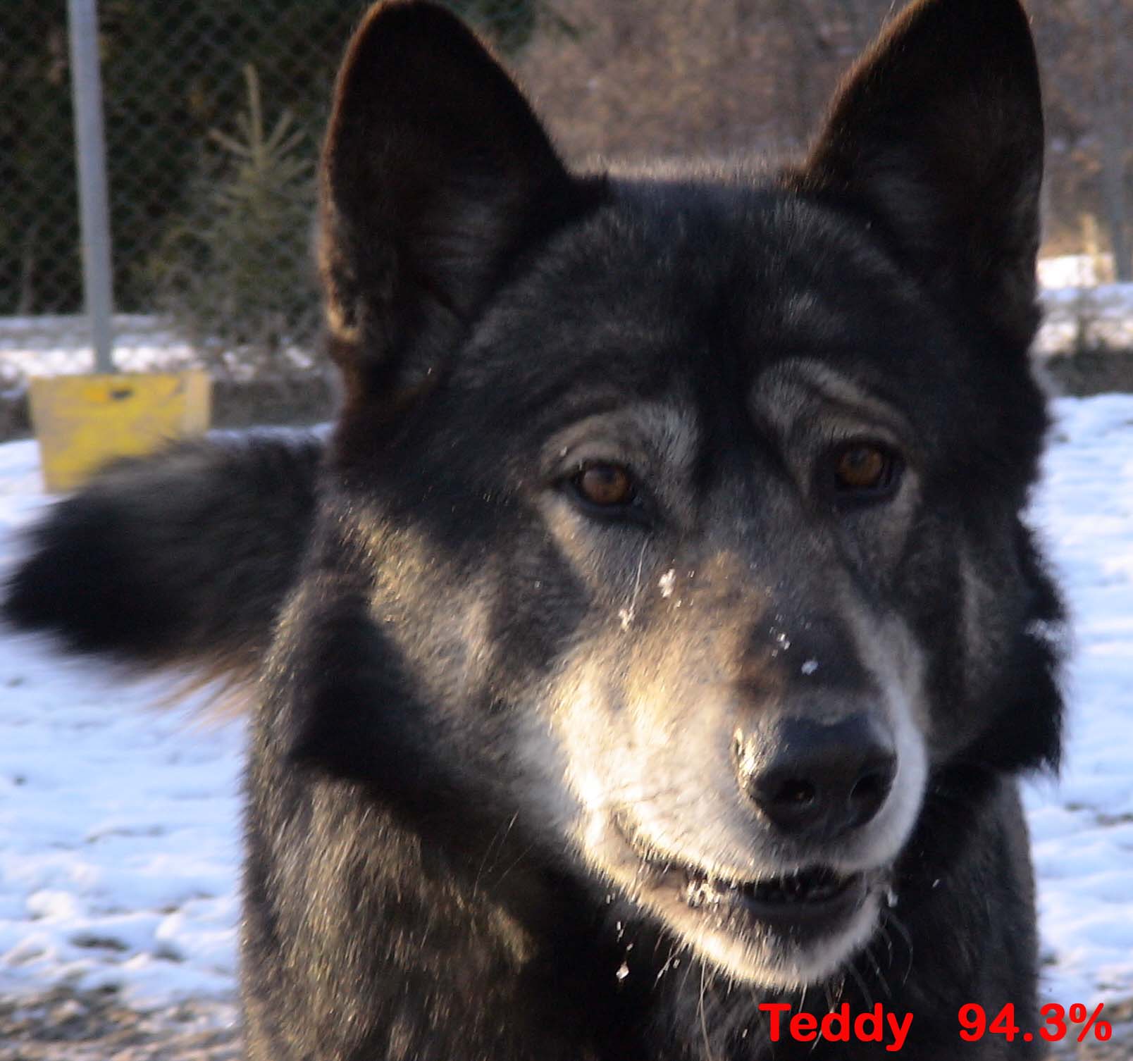 Laurel Mountain Wolf Hybrid Puppies